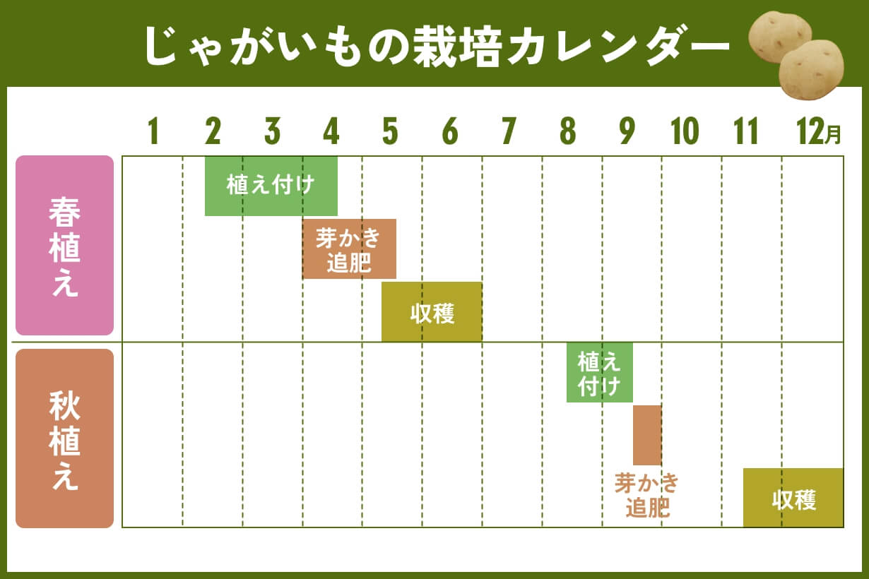 2026年最新版｜暖冬と急な冷え込みに惑わされない！収穫量を激変させる「じゃがいも 植える 時期」の判断基準