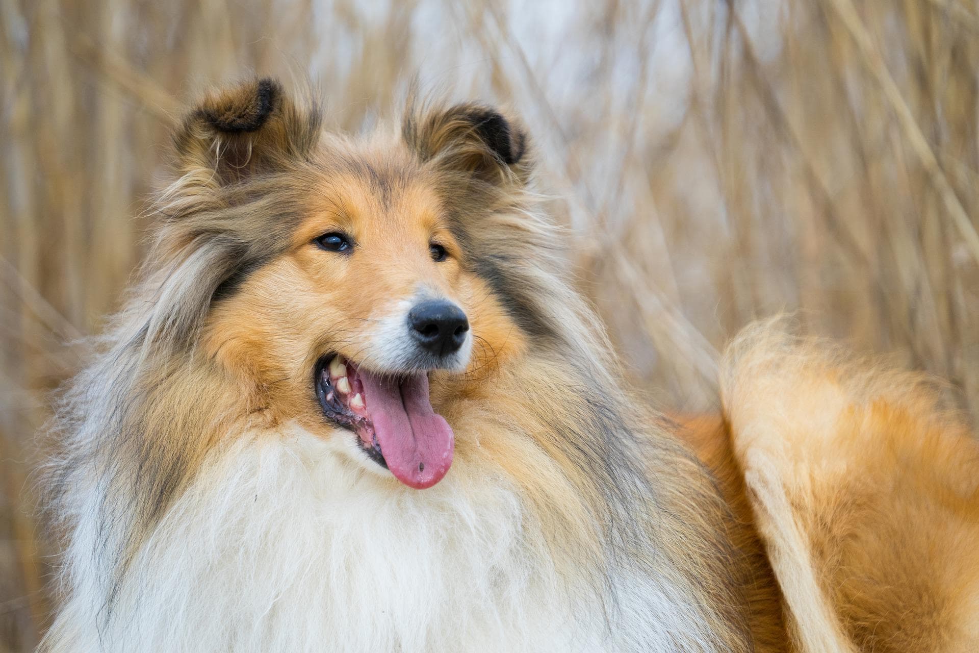 羊を追いかける犬の正体とは？牧羊犬の驚異的な本能と知能の秘密