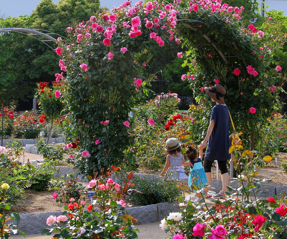 綾部バラ園2026最新見頃と開花状況！無料の理由とアンネのバラの真相