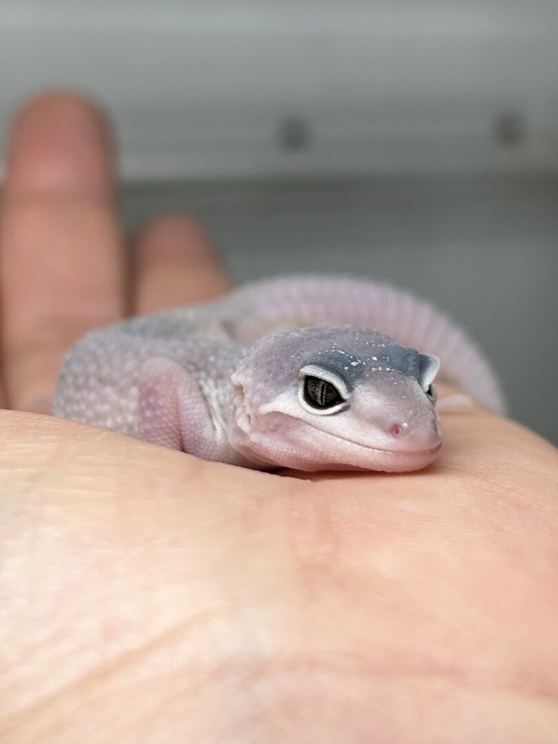 神秘の白系モルフ！レオパブリザードの飼育法と価格相場を解説