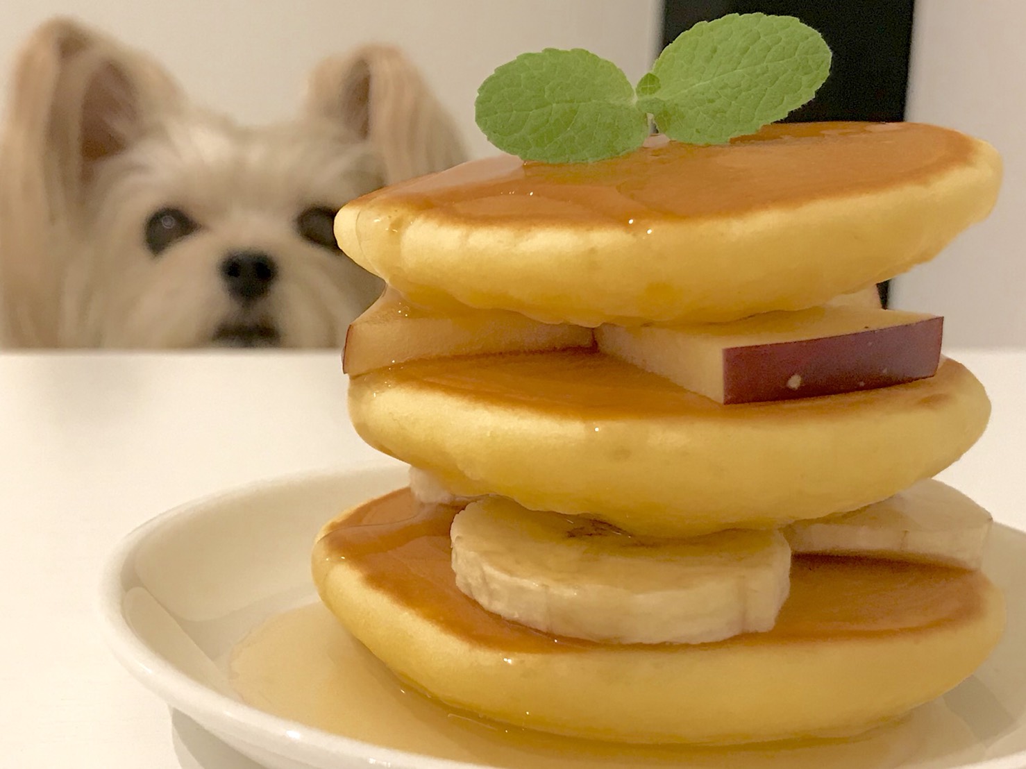 愛犬が夢中！獣医師が明かす安全なホットケーキの作り方と注意点