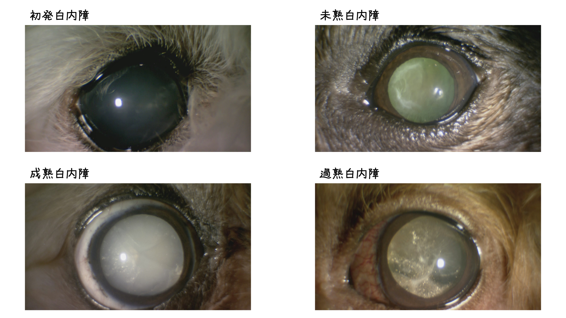 犬の白内障で見え方はどう変わる？初期症状と最新治療費を徹底解説