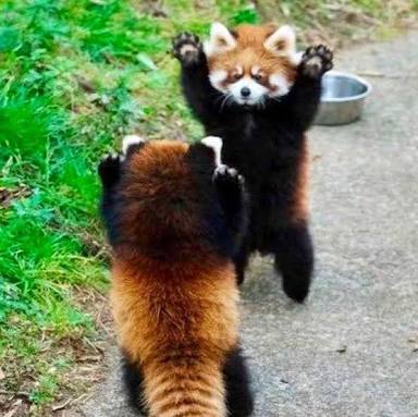 【2026最新】 動物 威嚇 かわいい 経歴＆学歴まとめ 2026 #879