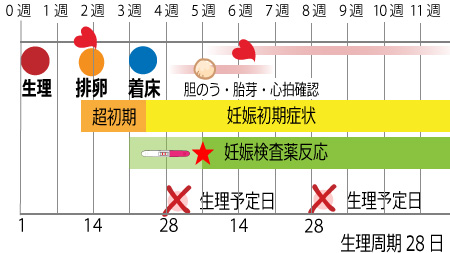【2026最新】 妊娠 心拍 確認 いつ 経歴＆学歴まとめ 2026 #773
