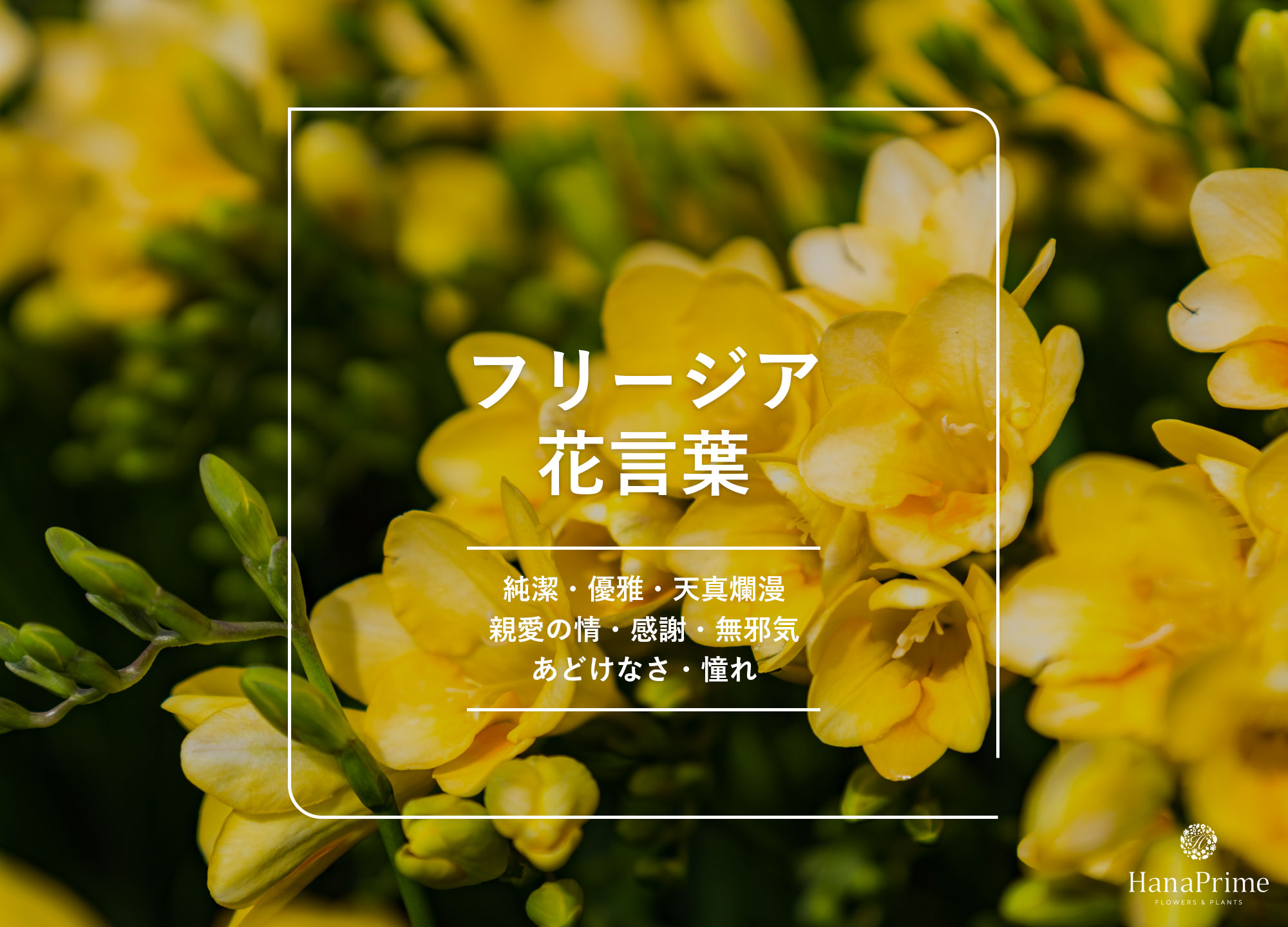フリージアの花言葉に怖い意味はある？色別の象徴と贈るマナー徹底解説