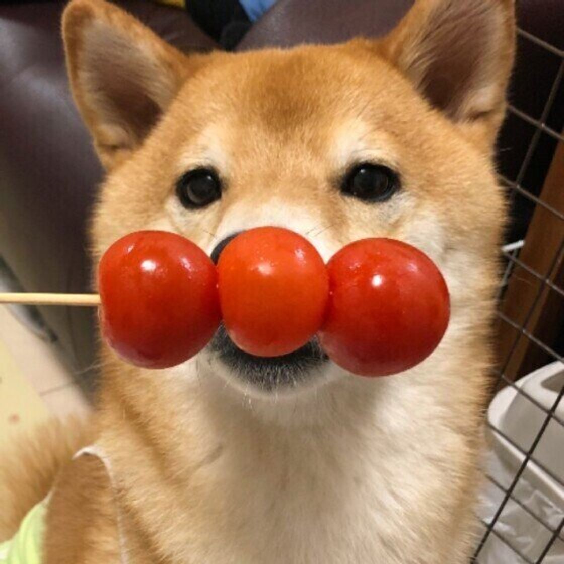 犬にトマトは危険？ヘタの毒性と１日の適量・正しい与え方徹底解説