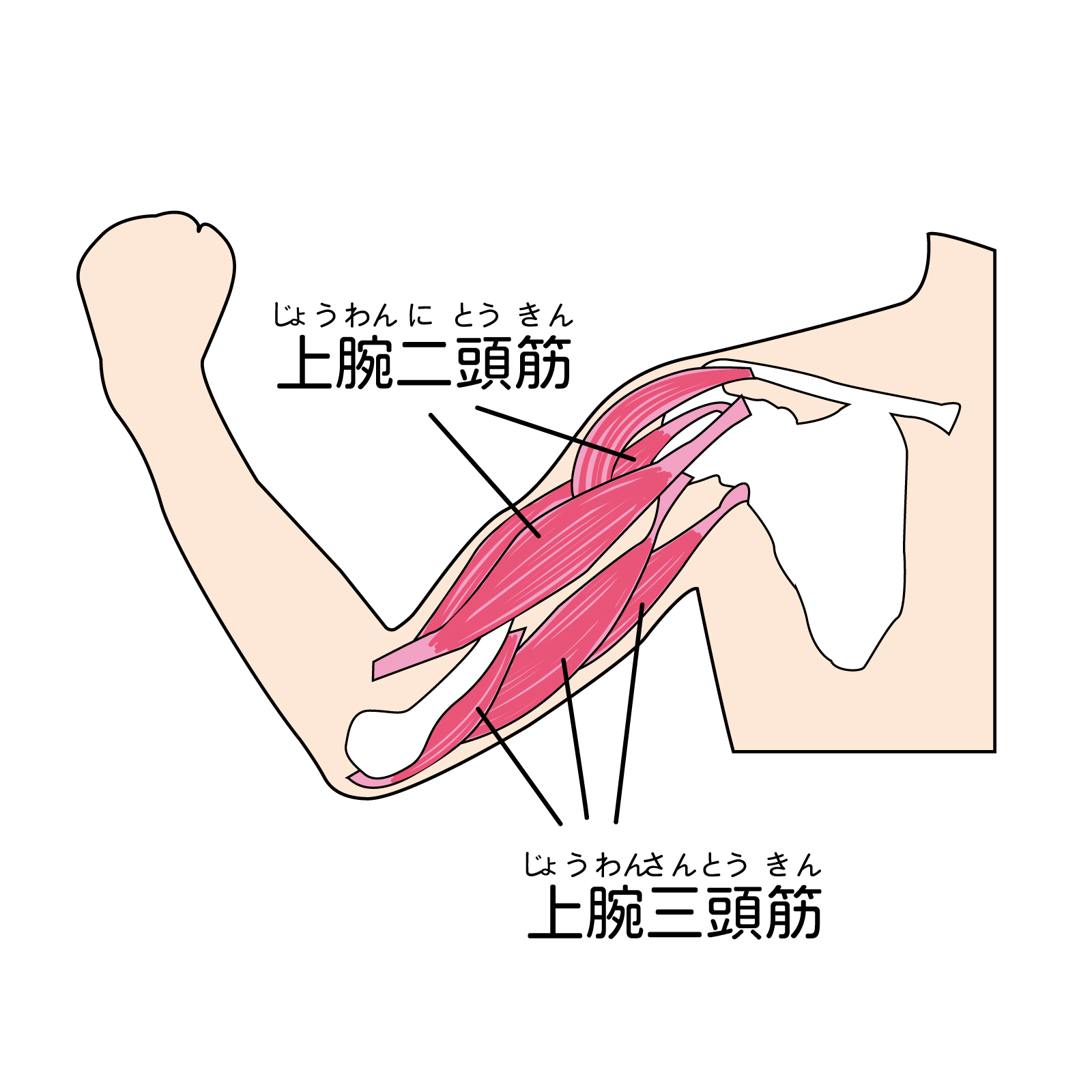 三頭筋が大きくならない理由とは？長頭・外側頭を鍛え分ける筋トレ術