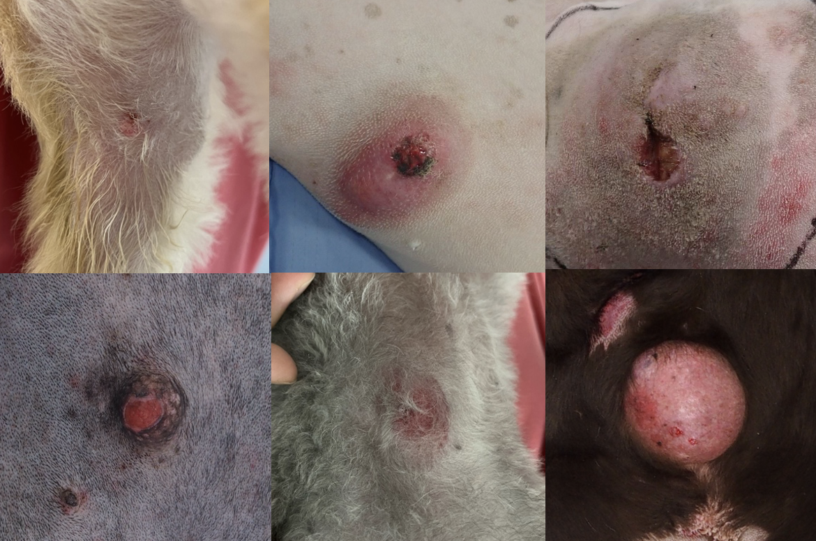 愛犬愛猫のしこりは肥満細胞腫？初期症状とグレード別余命・最新治療