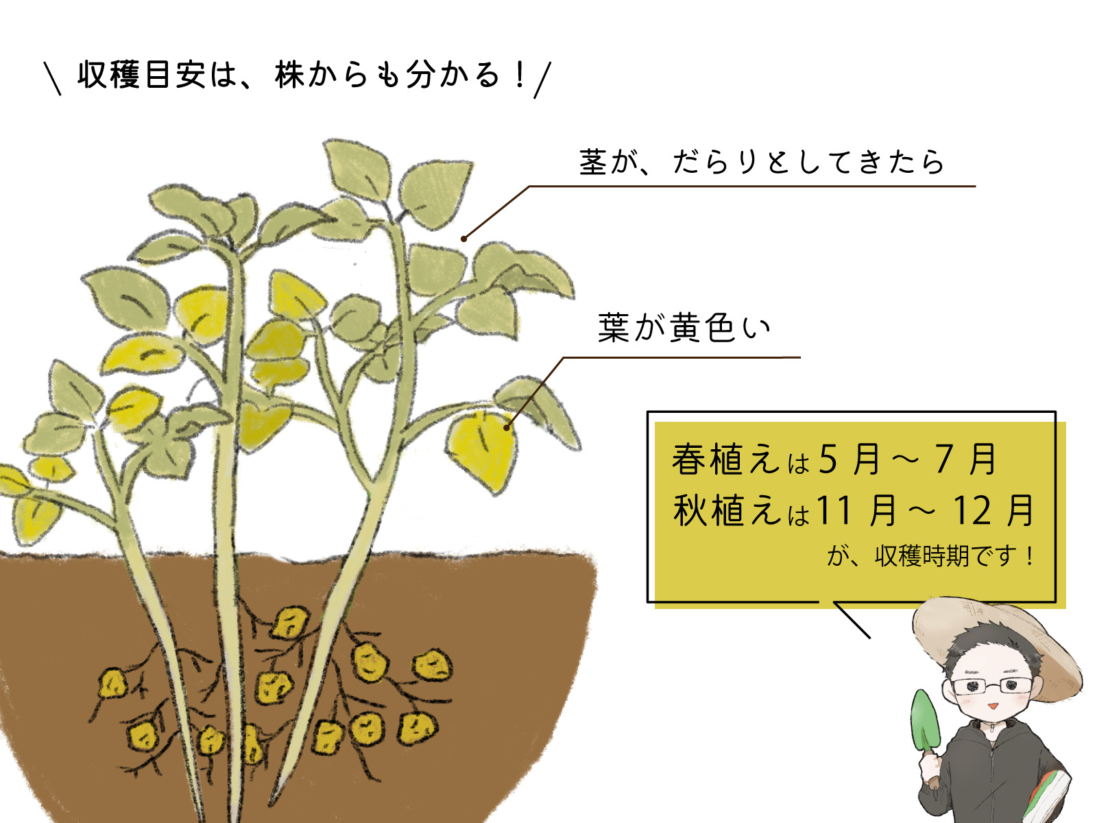 じゃがいも収穫時期の決定版！葉の変色サインと失敗防ぐ掘り方・保存術
