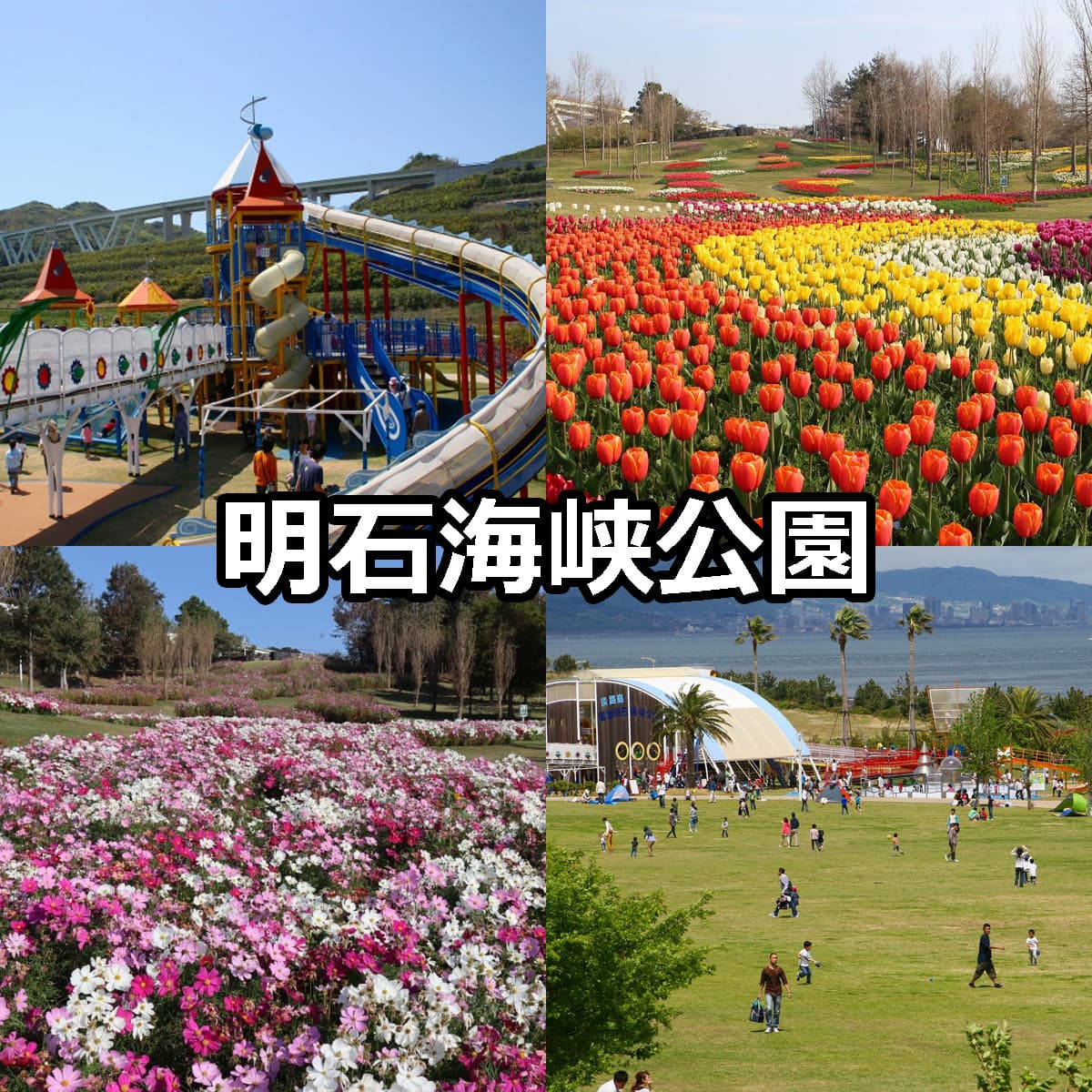 国営明石海峡公園の完全攻略【2026】見どころ・混雑回避と料金解説