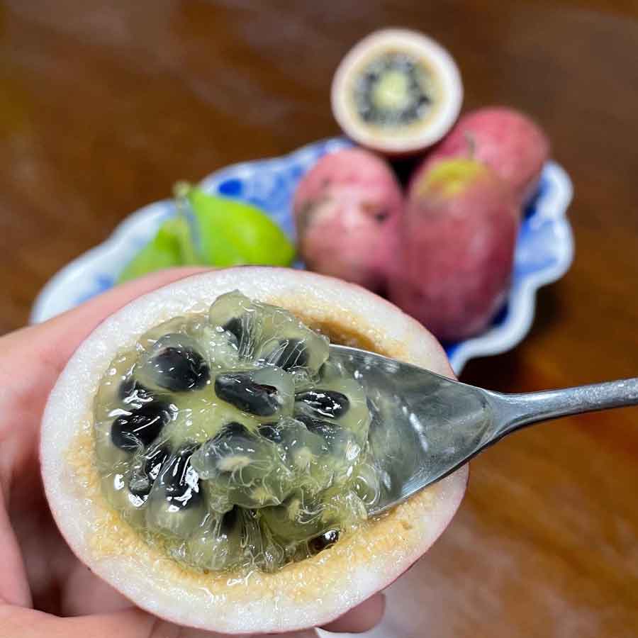 幻の果実ムベの美味しい食べ方完全ガイド｜下処理と絶品レシピ