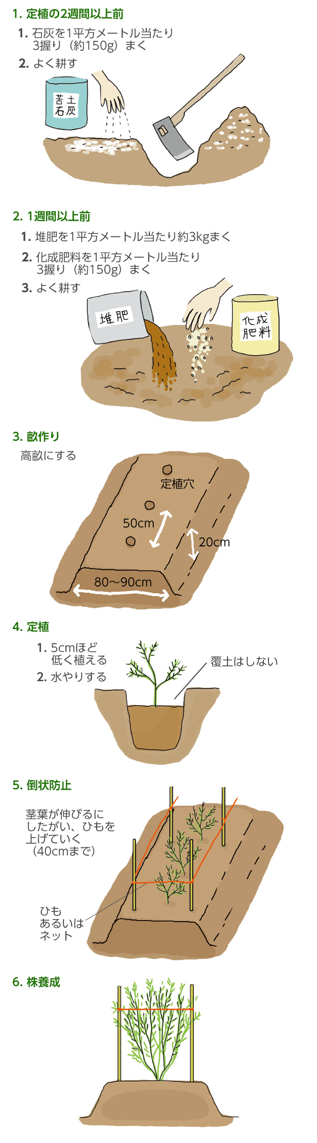 アスパラガス栽培で10年収穫！失敗しない育て方と枯れる原因の真実