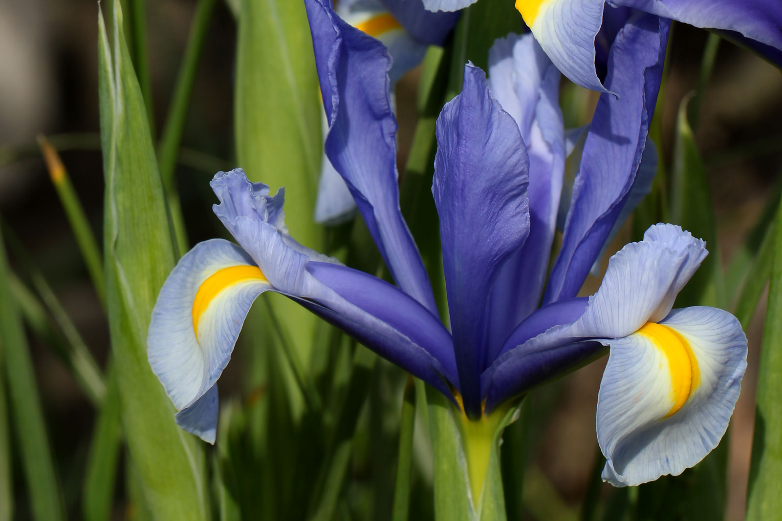 あやめに似た花の見分け方徹底解説！杜若・花菖蒲との違いと見極め術