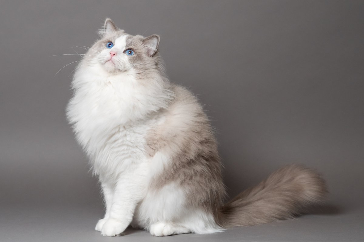長毛種の猫人気ランキングと飼いやすさ比較｜後悔しない選び方とお手入れ術