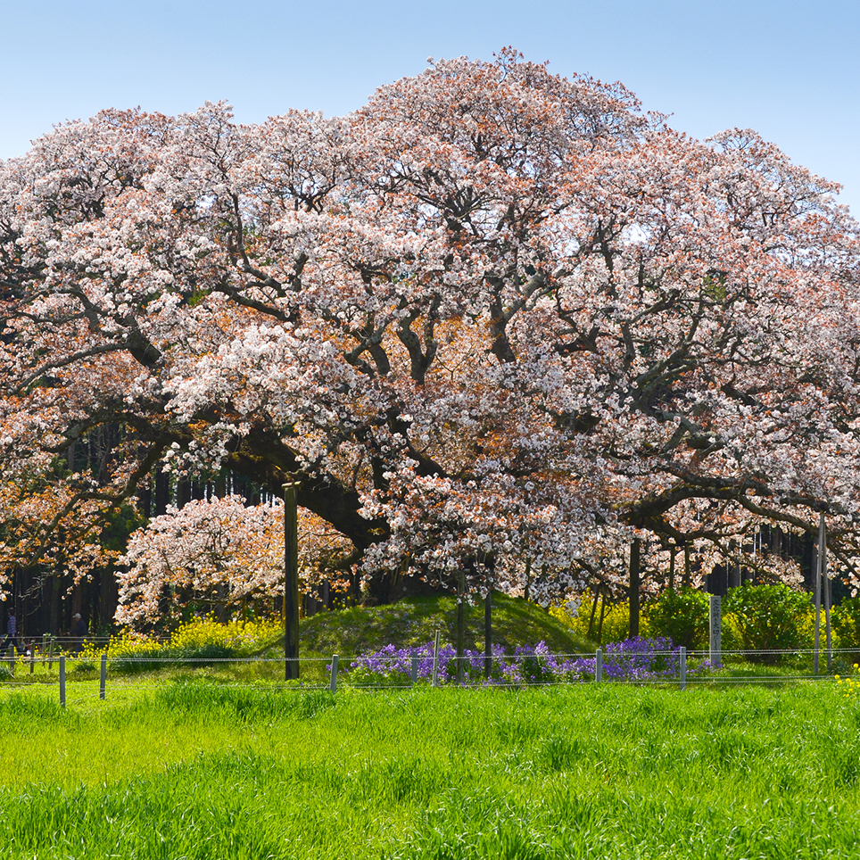 吉高の大桜2026開花状況と見頃！幻の満開予測と混雑回避の真実