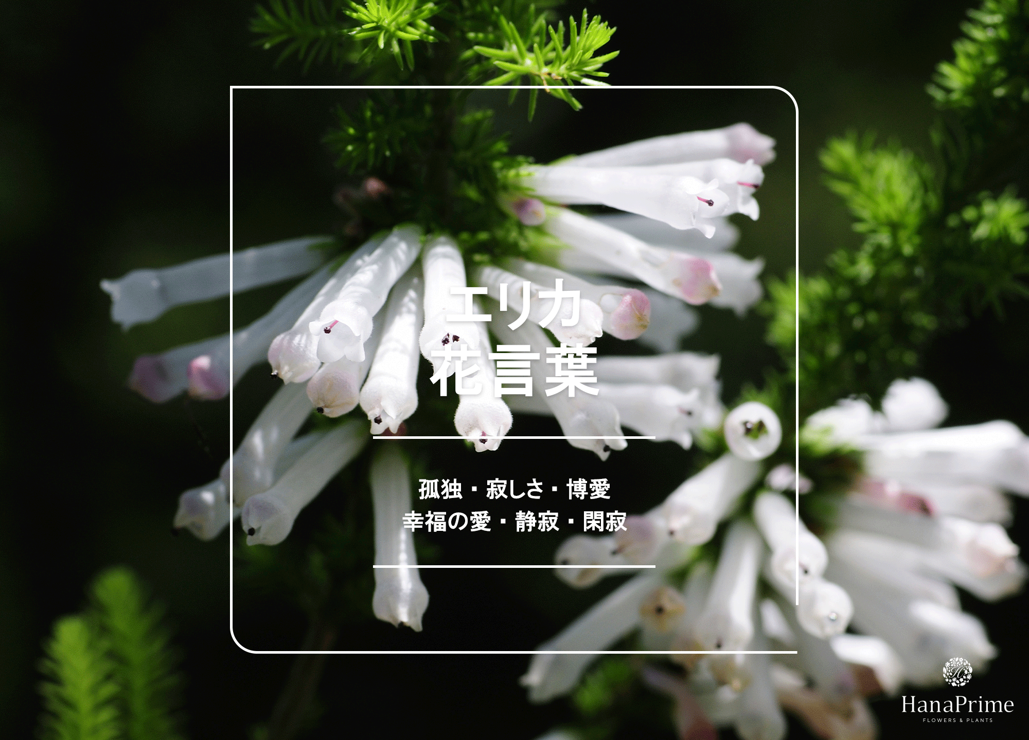 エリカの花言葉が怖い理由とは？孤独・裏切りの真相と色別意味を徹底解剖