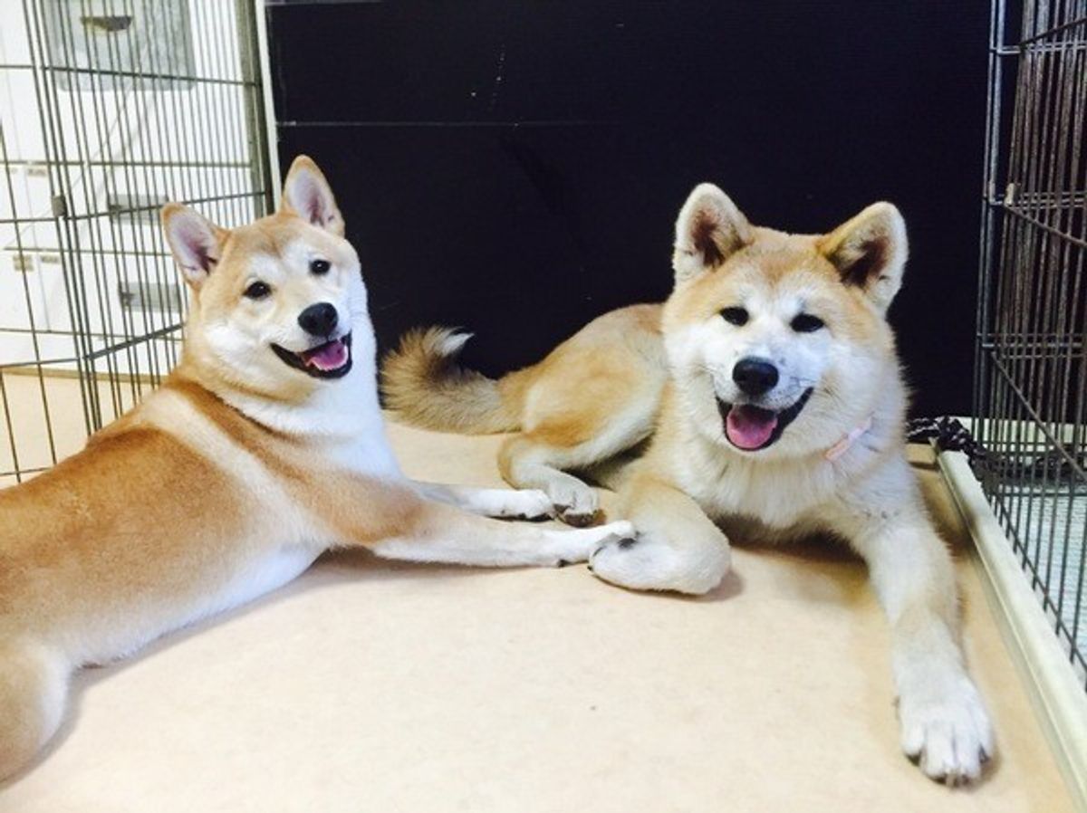 秋田犬と柴犬の違いを徹底比較！大きさ・性格・飼いやすさの真実