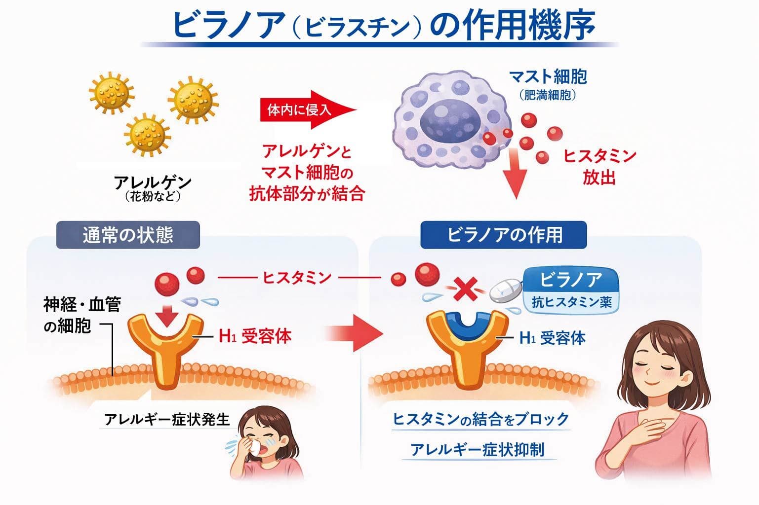 ビラノアの飲み方完全ガイド｜空腹時が鉄則な理由と効果を出すタイミング