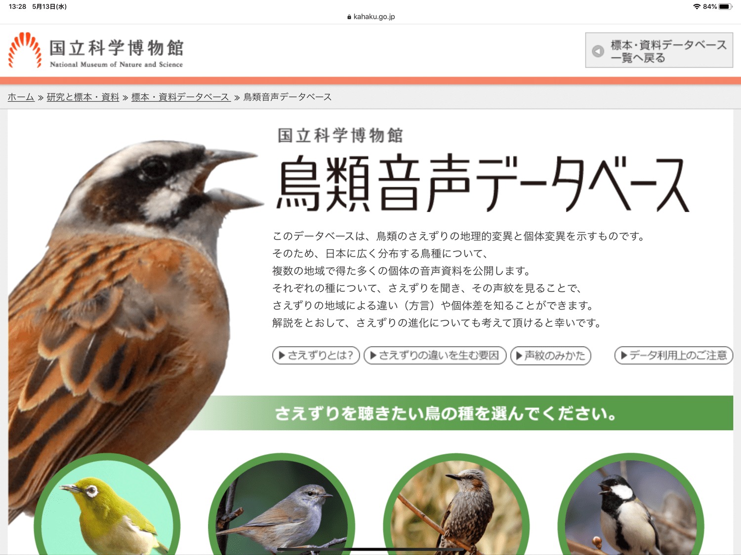 鳥の鳴き声検索2026！いま聞こえた野鳥の正体をアプリと一覧で判別