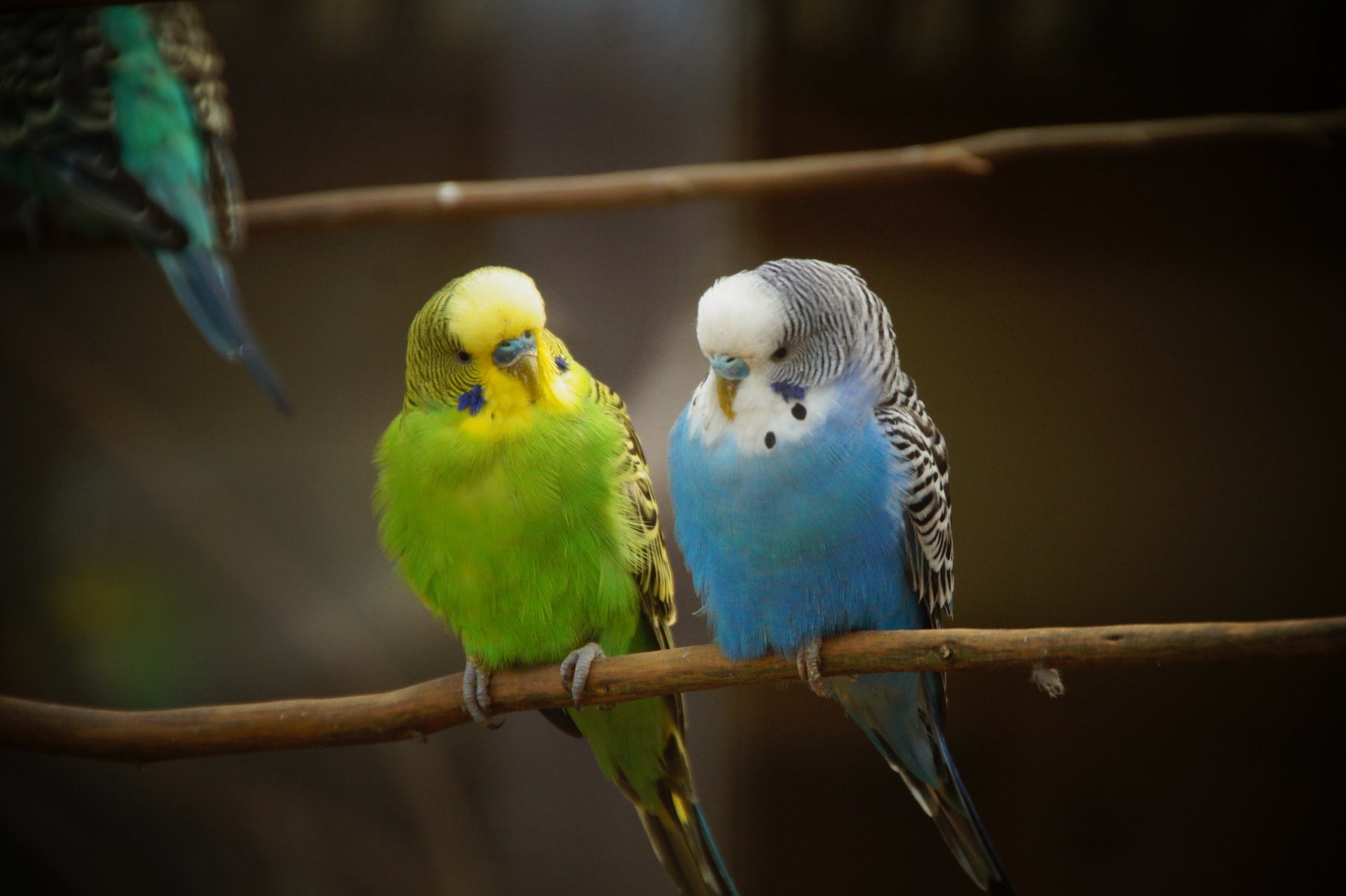 【2026年最新】インコの飼い方完全ガイド｜初期費用・懐かせ方から命を守る管理術まで徹底解説