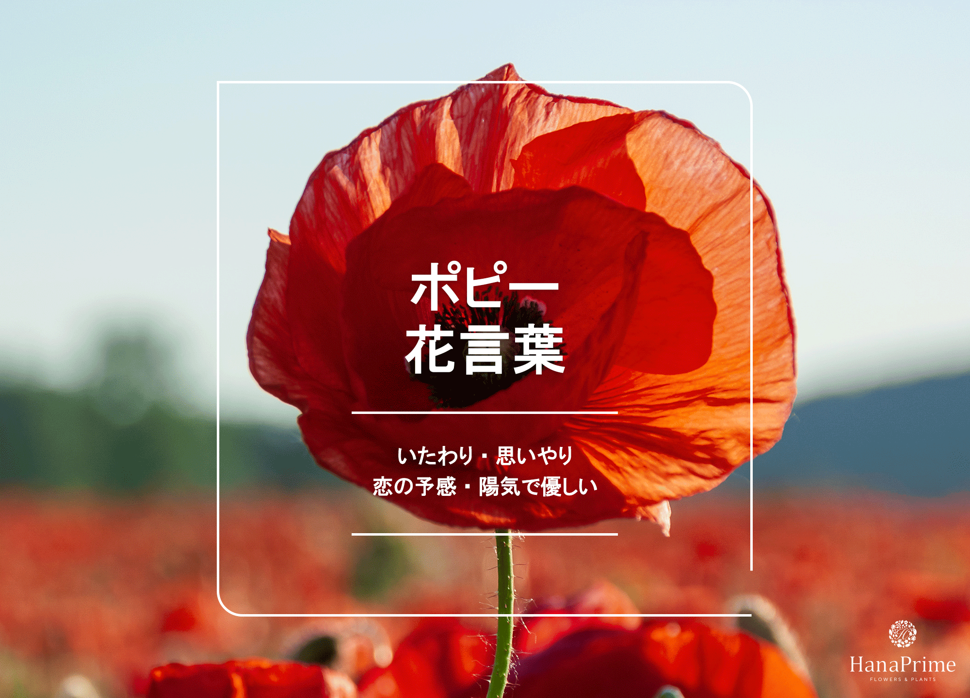 ポピーの花言葉に怖い意味はある？色別・品種の意味や神話の由来を徹底解説