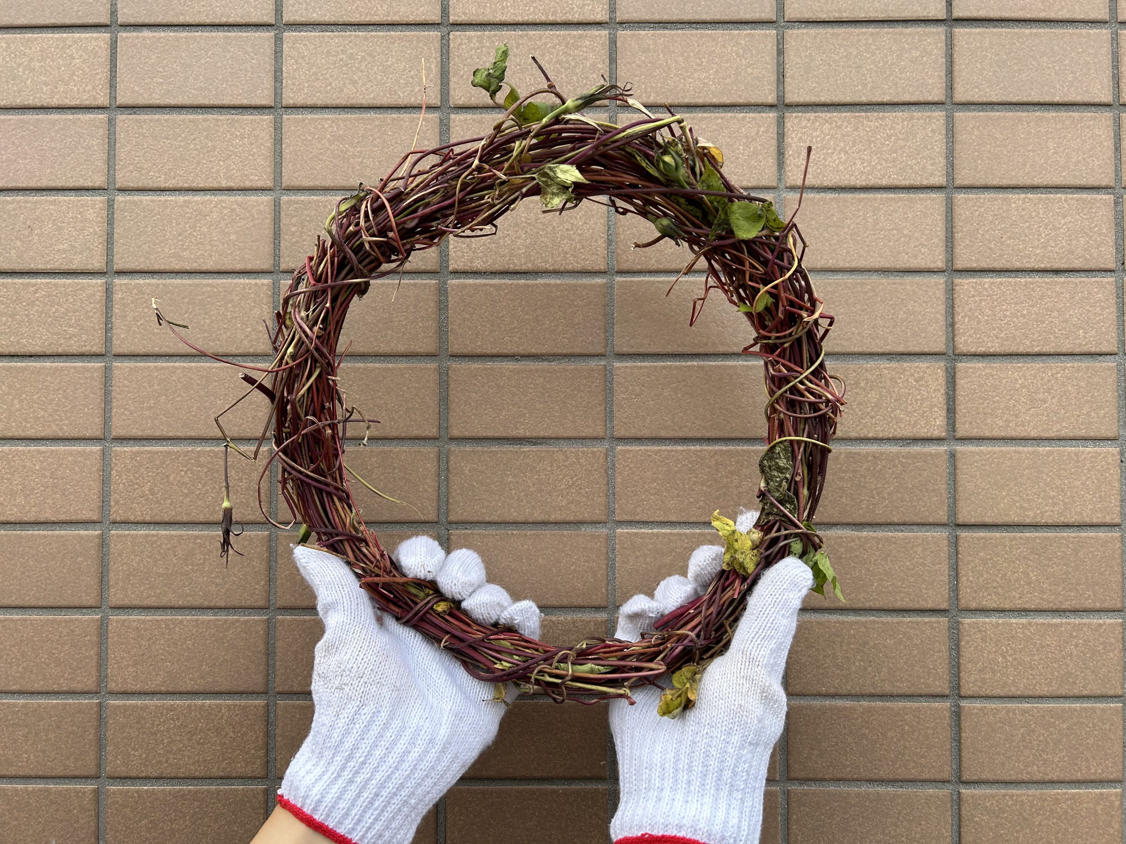 朝顔のつるリース作り完全攻略！カビ防止下処理と100均おしゃれ飾り術