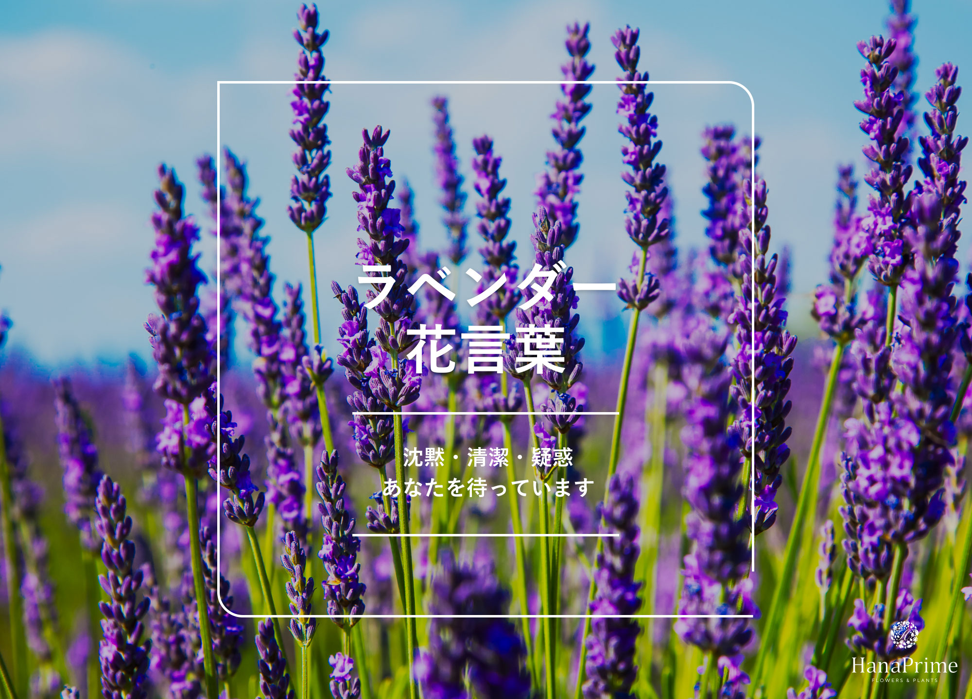 【2026年最新】ラベンダーの花言葉が持つ光と影、色別・本数別の真実