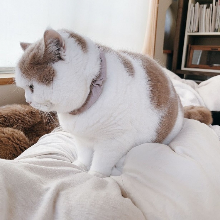 【2026年最新】なぜ愛猫はあなたの腹の上を「特等席」に選ぶのか？動物行動学が解明した意外な心理と見逃せないサイン