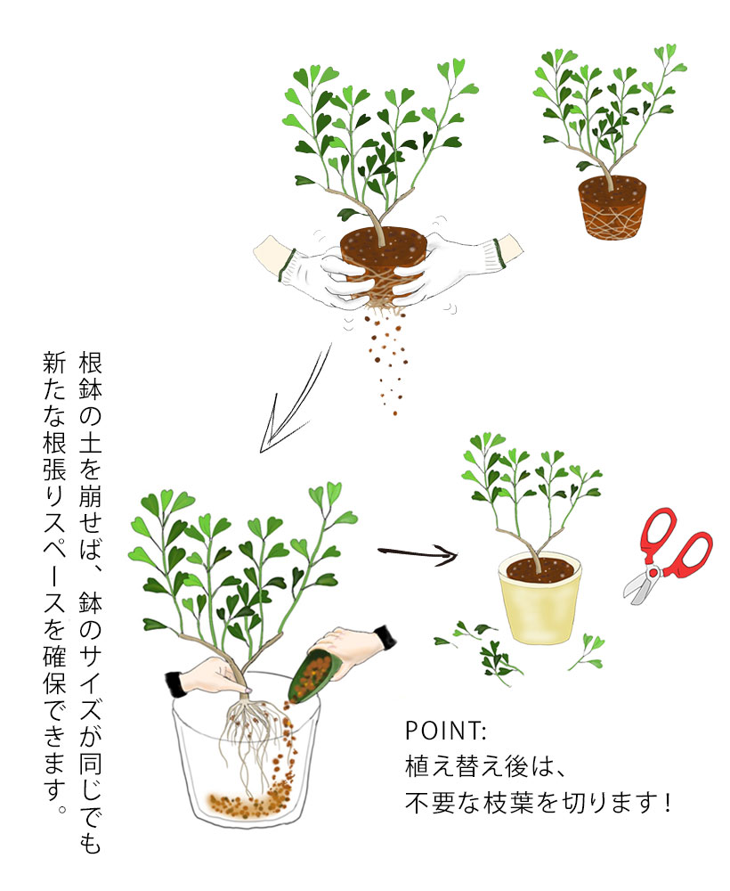 観葉植物の植え替え時期完全攻略｜失敗しない最適月と枯死サイン