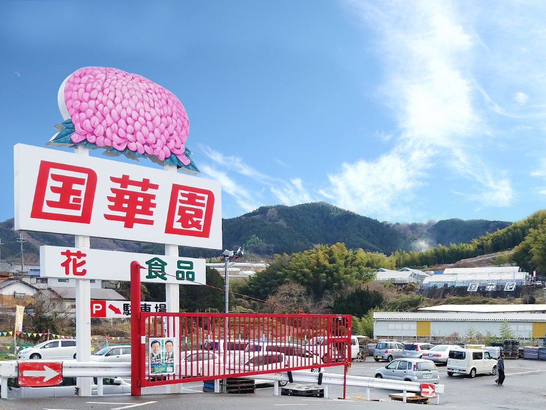 国華園和泉本店の激安の裏側！野菜・園芸植物の評判と混雑回避術