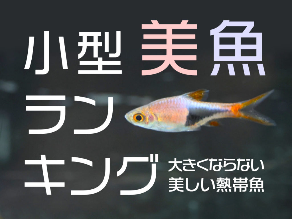 【2026年最新】美しい熱帯魚ランキング！プロ絶賛の名魚と飼育の真相