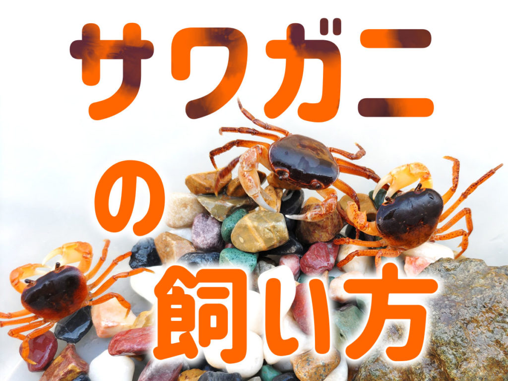 川で捕まえたサワガニがすぐ死ぬ理由と長生きさせる飼育の極意