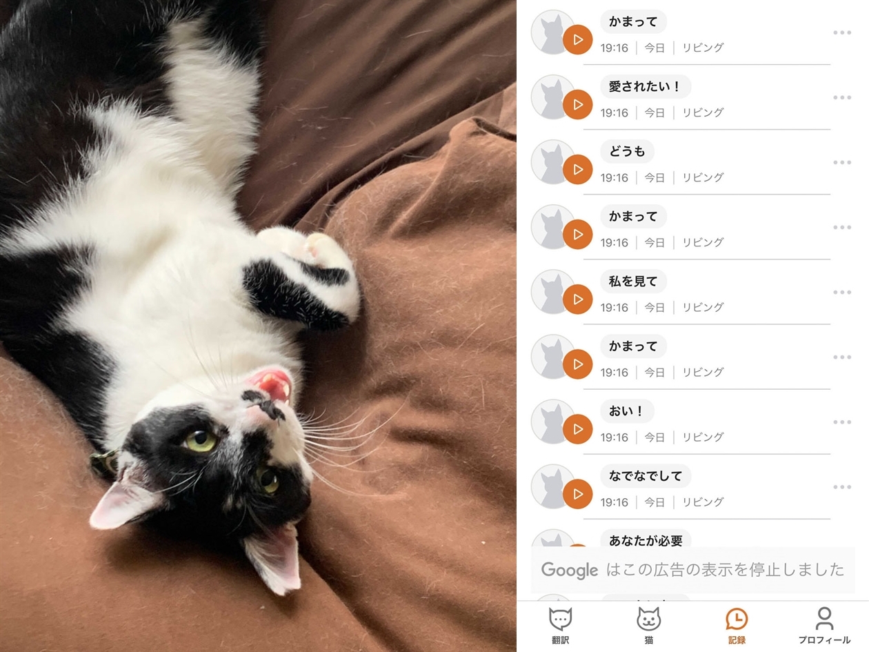 無料の猫語翻訳アプリは当たる？精度と実際の口コミを徹底検証【2026】