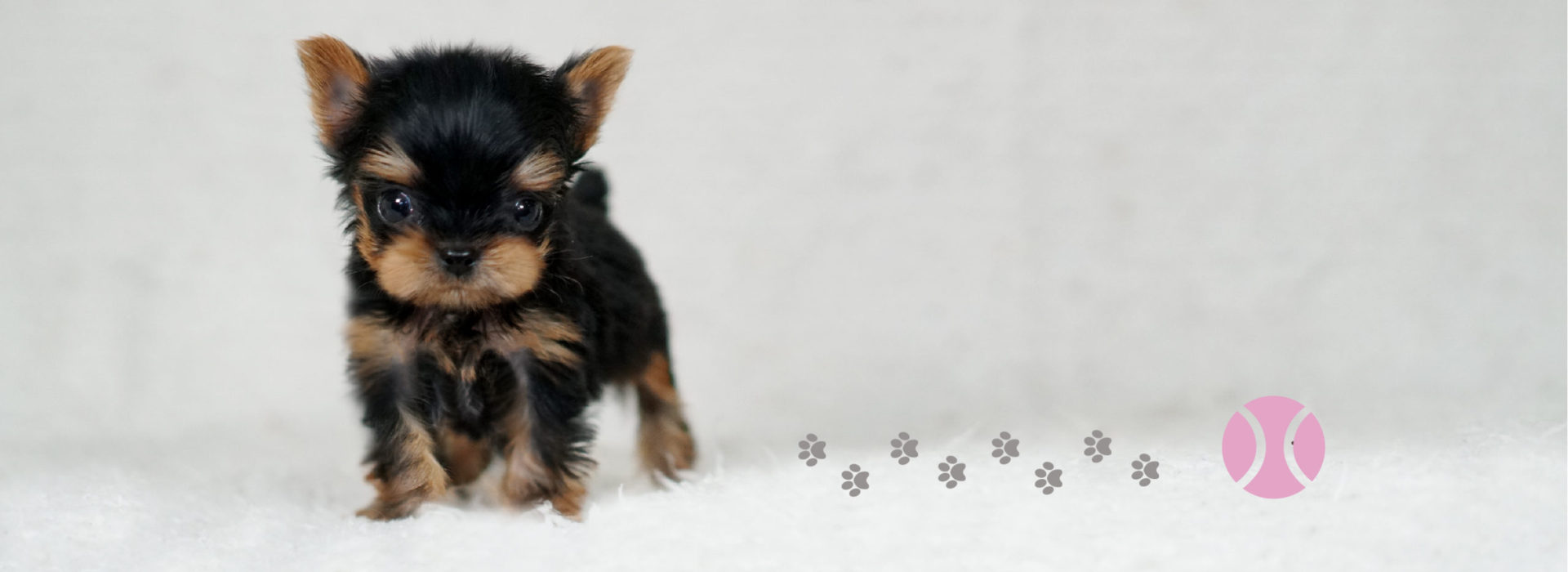 ヨークシャーテリアをブリーダーで選ぶ！子犬相場と優良店の見分け方