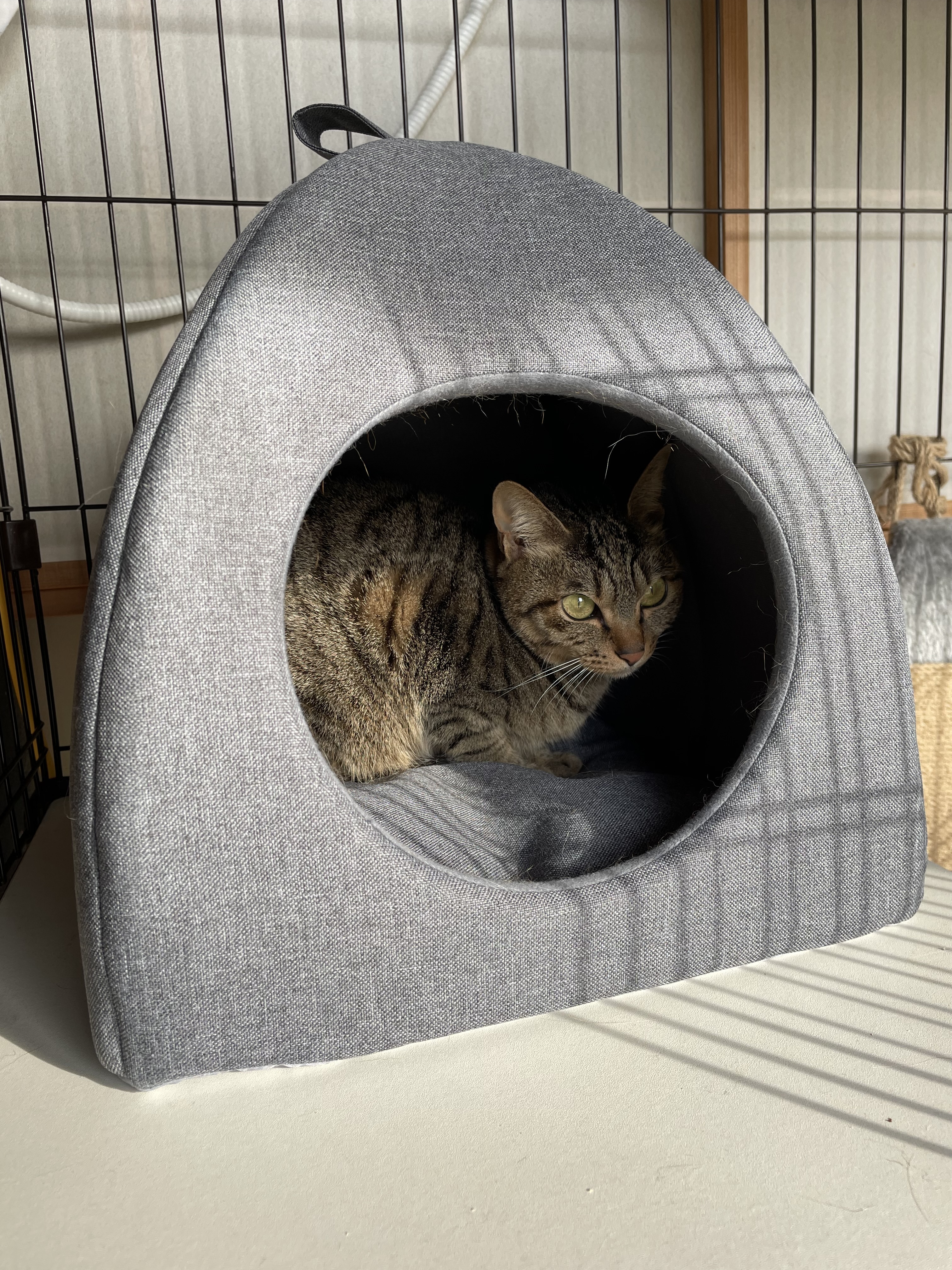ダイソーの猫ハウスは本当に買い？500円の実力や評判を徹底検証