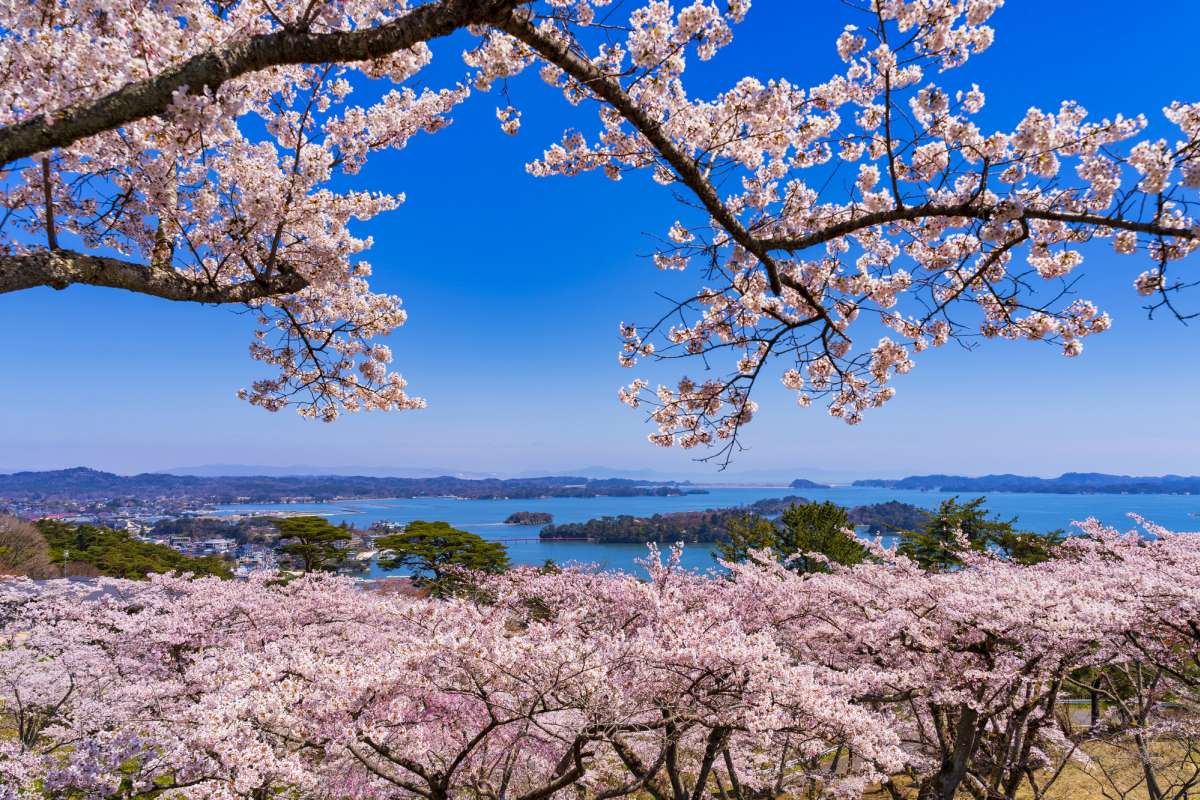 西行戻しの松公園の桜絶景と伝説の真相！カフェ攻略から穴場まで徹底解説