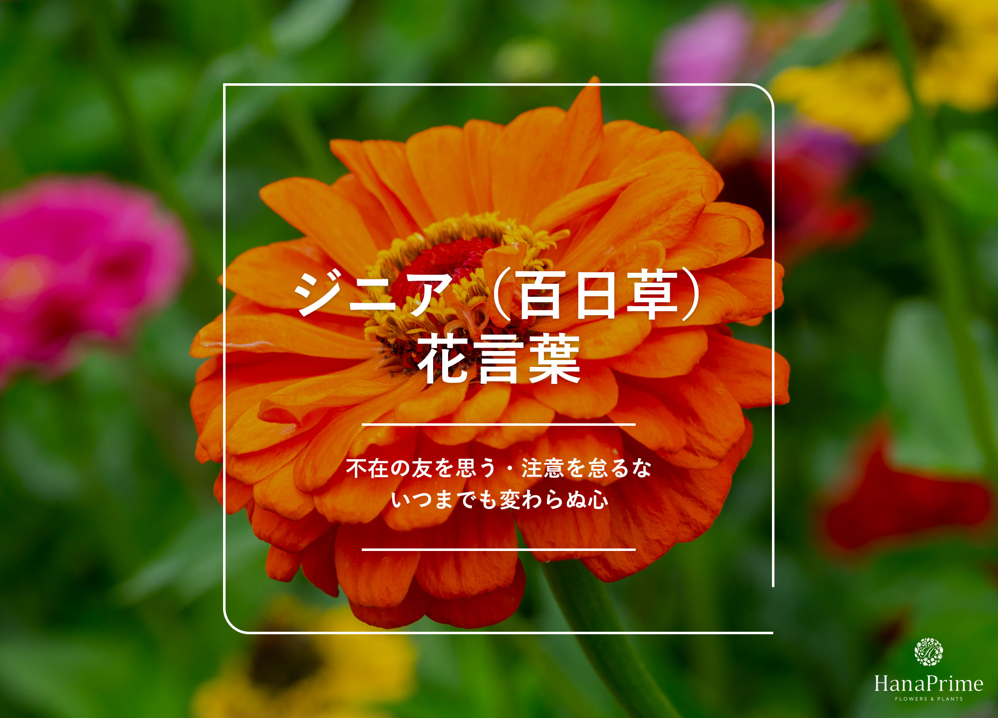 ジニアの花言葉が「不在の友を思う」だけじゃない？“怖い”と言われる真相と色別・本数別の意外な意味を総まとめ