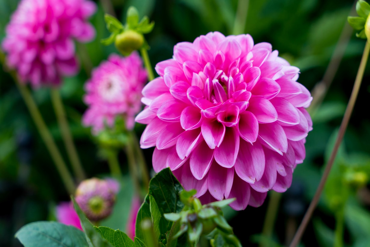 【2026年最新】ダリアの花言葉に隠された二面性とは？「感謝」から「裏切り」まで、贈る前に知るべき色別・マナーの完全解説