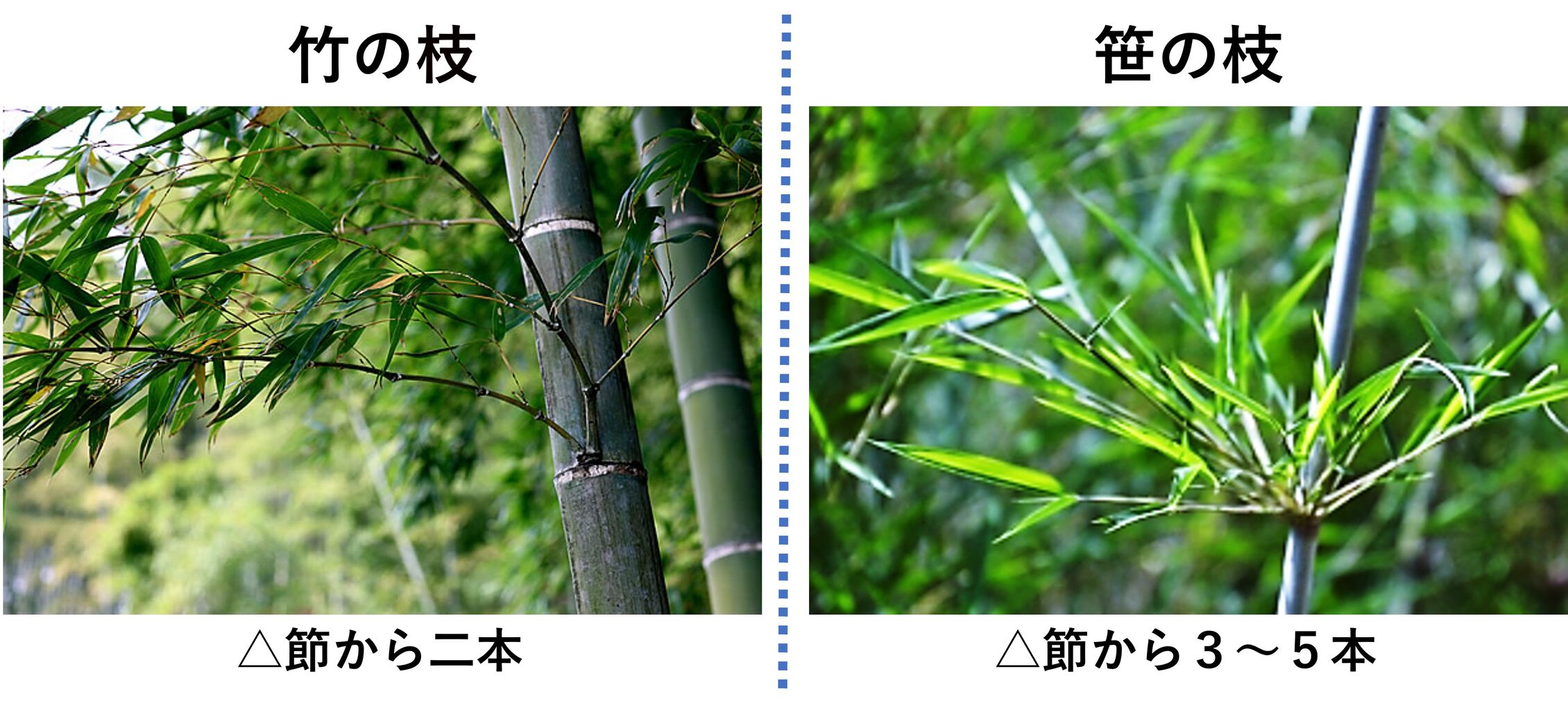 笹と竹の決定的な違いとは？葉脈と皮に残る秘密を植物学者が完全解剖
