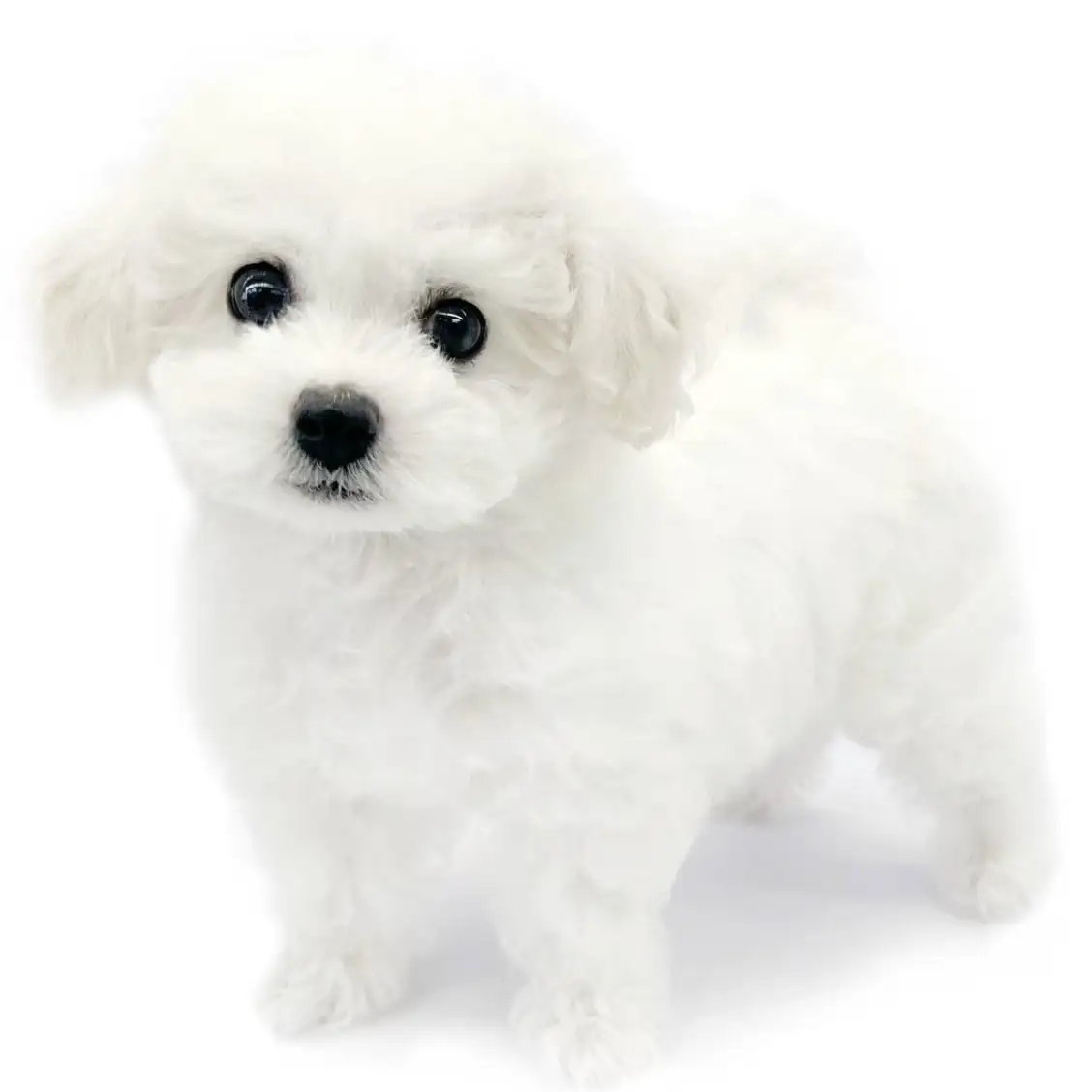ビションフリーゼ子犬の真実【2026最新】相場と後悔防ぐ飼い方