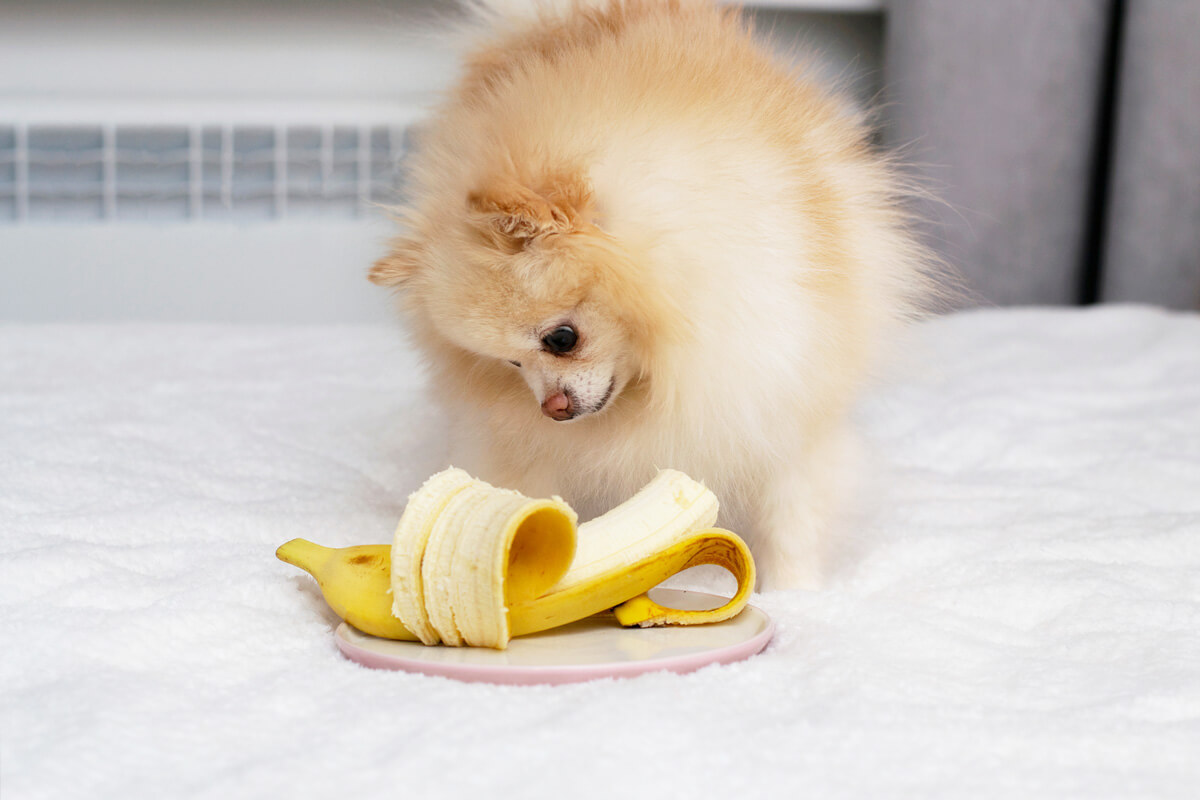 犬にバナナは大丈夫？適量と危険な落とし穴を獣医師視点で徹底検証