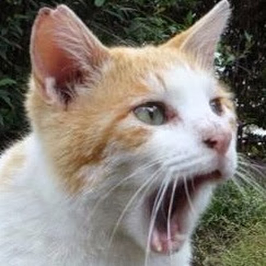 ねこかます中の人の正体と現在｜愛猫の近況と噂の真相を徹底追跡