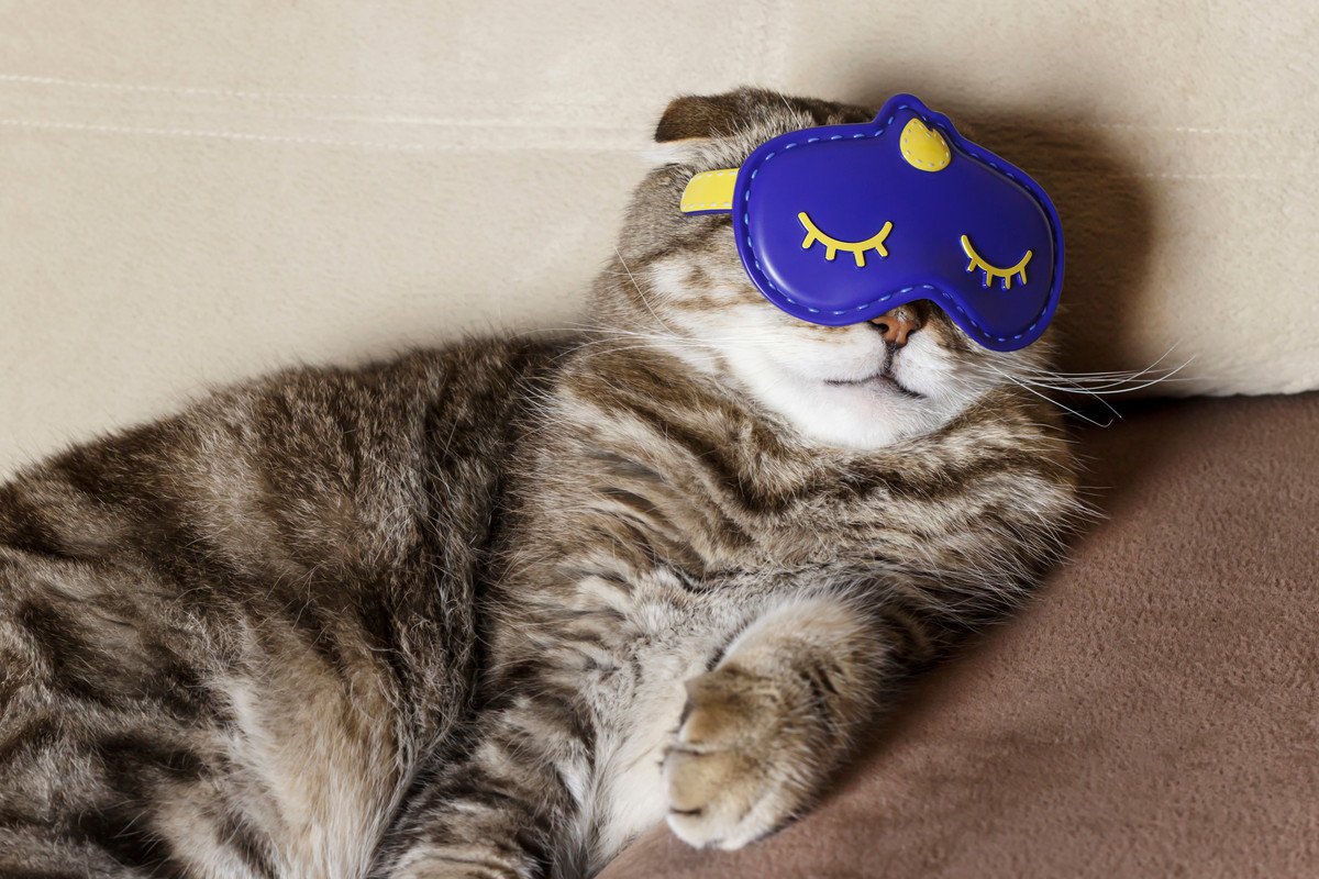 初夢に猫が出たら吉夢？凶夢？白猫・黒猫や懐く行動が示す深層心理