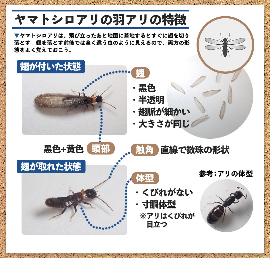 ヤマトシロアリ羽アリ発生の真相！黒アリとの見分け方と緊急対処法