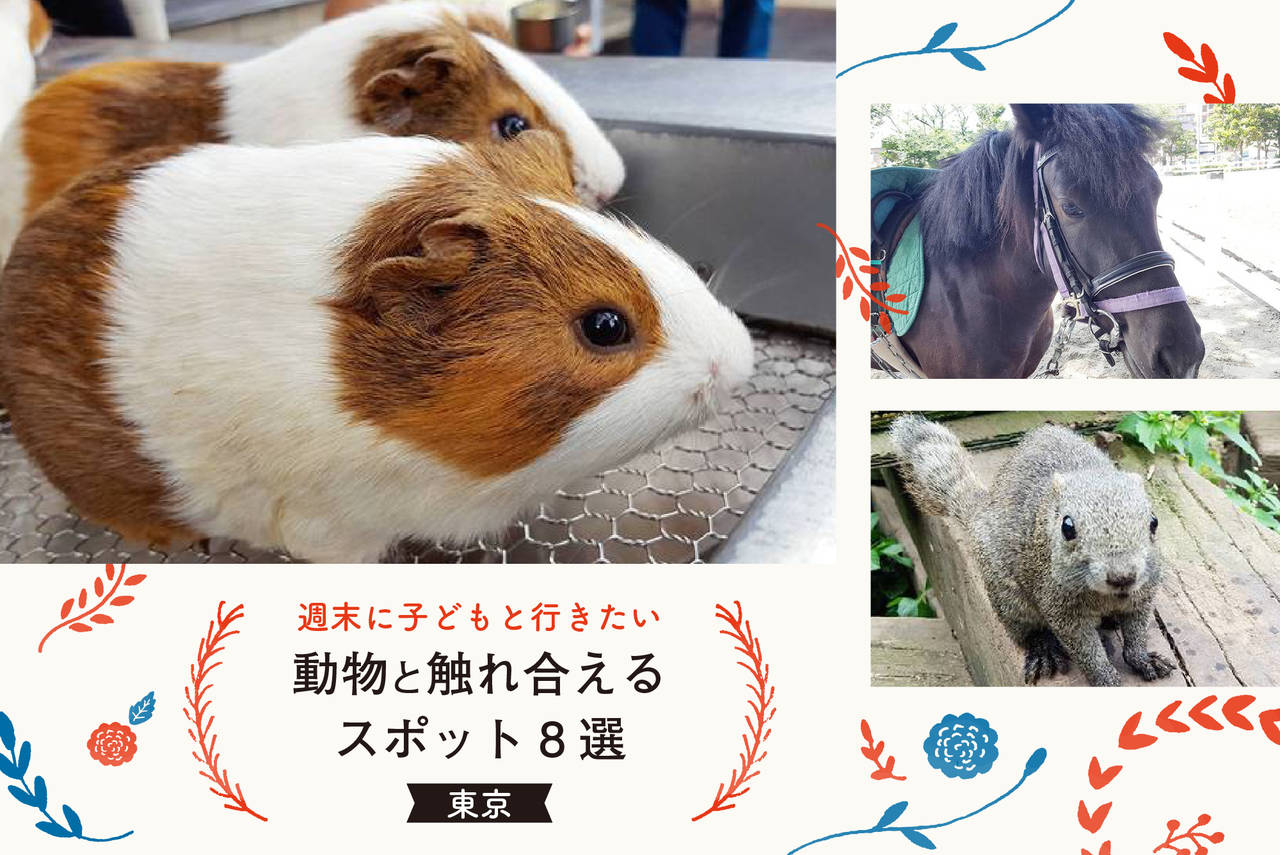動物と触れ合える場所2026！大人も夢中な穴場と雨の日の真相を調査