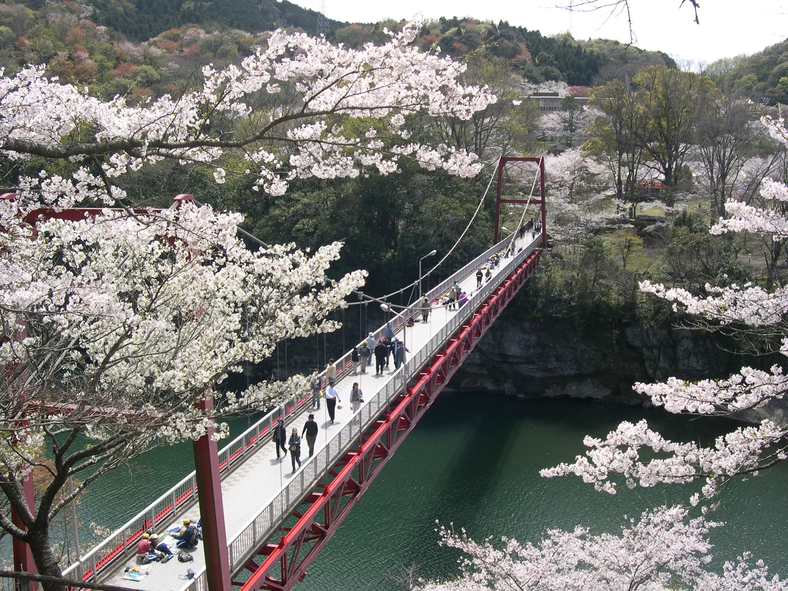 桜淵公園桜まつり2026完全攻略｜見頃・駐車場・夜桜と混雑回避術