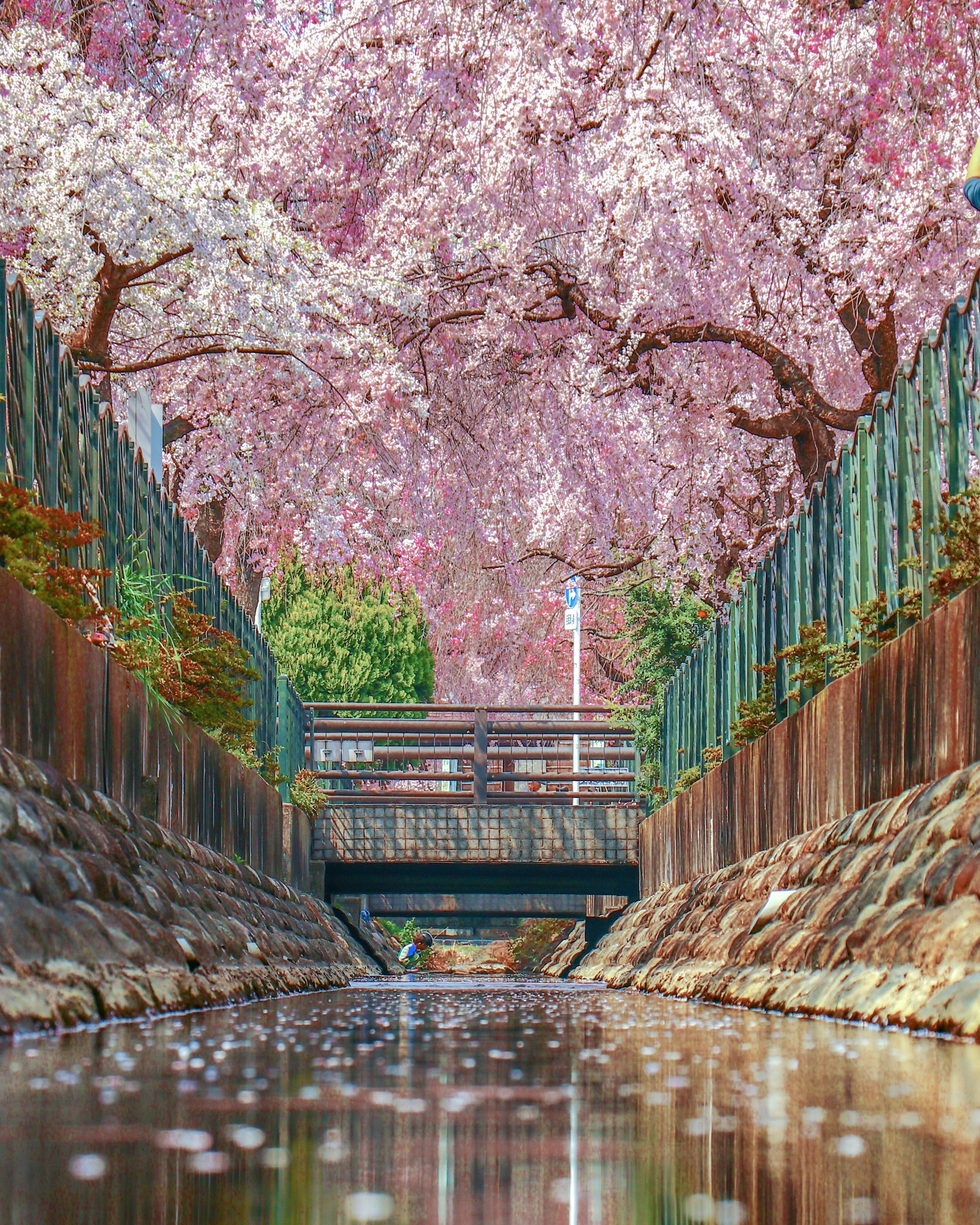 家康が命じた奇跡の水路！二ヶ領用水の歴史と桜・円筒分水の真価