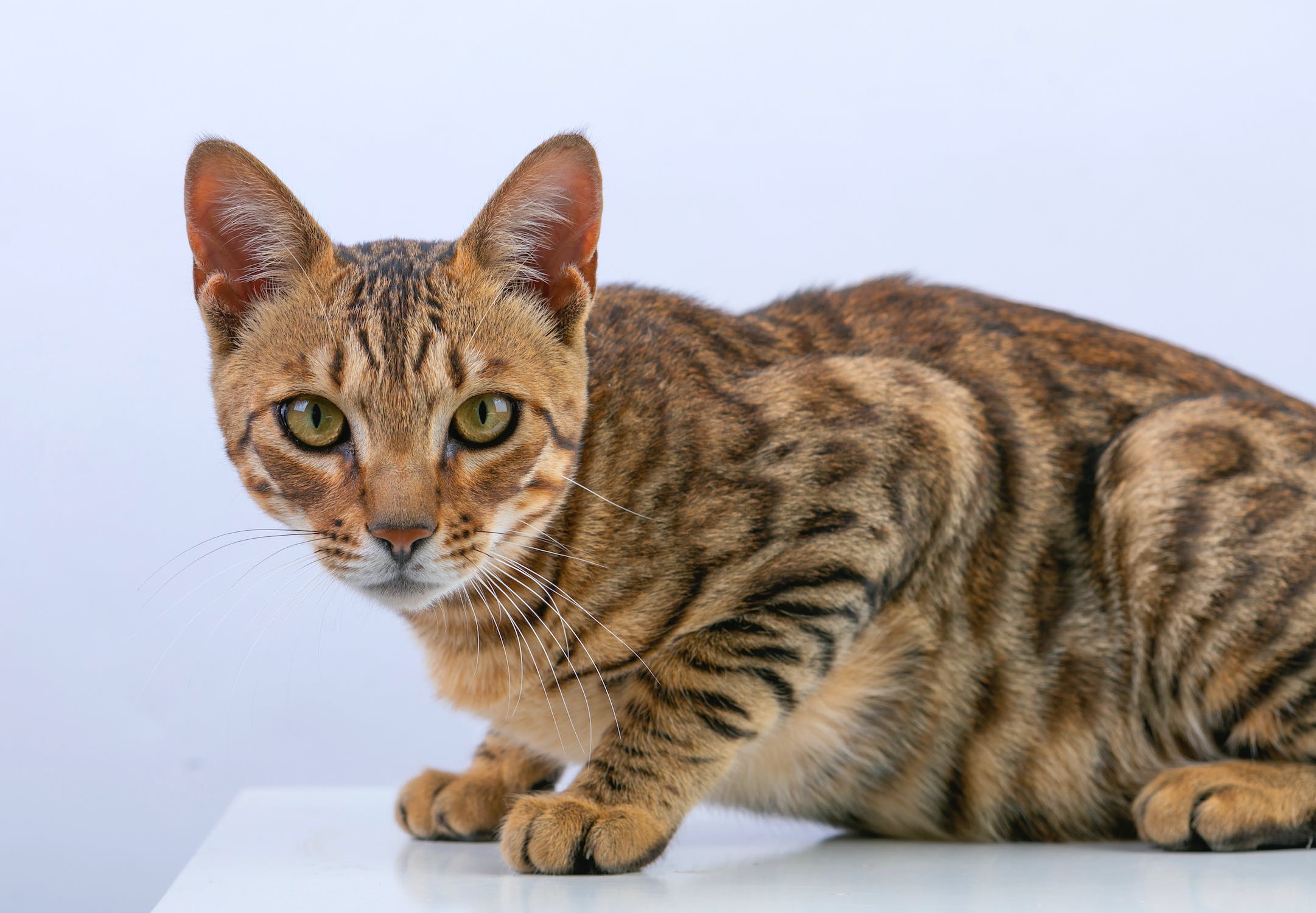 地獄谷温泉後楽館の猿と混浴の真相とは？宿泊記・評判と冬アクセス