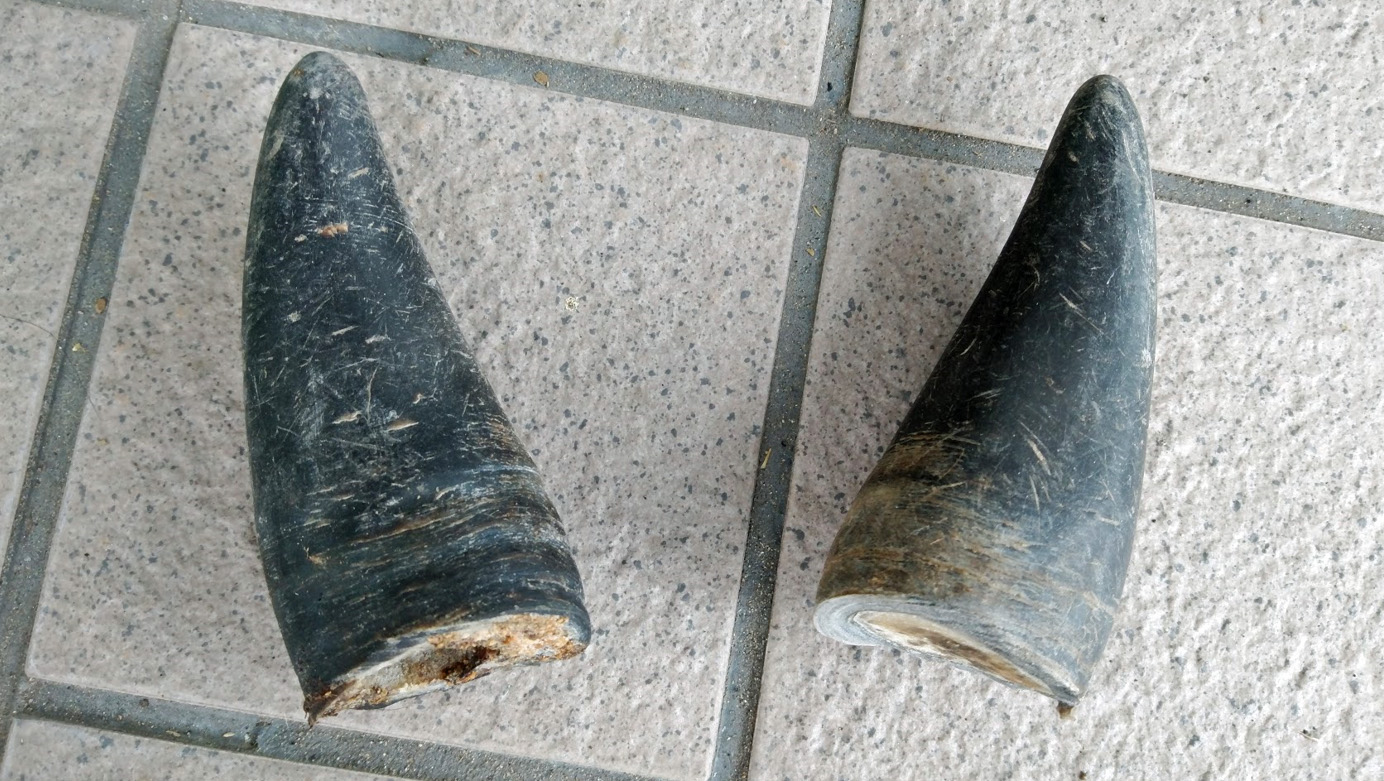牛の角はメスにも生える？構造の真相や除角が必要な理由を徹底解説