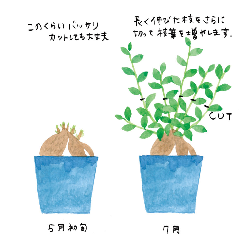 ガジュマル剪定の正解時期は？枯らす原因と復活手順を徹底解剖